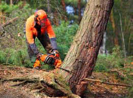 Best Tree Disease Treatment  in Tornillo, TX